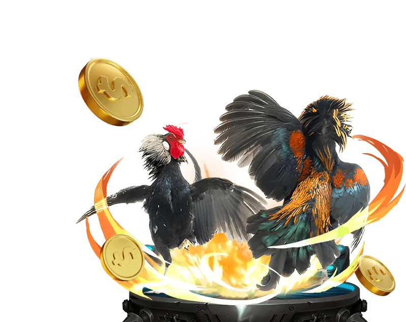 Hình ảnh đá gà cựa dao trực tiếp tại sàn đấu